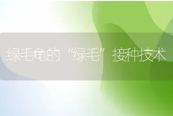 绿毛龟的绿毛接种技术