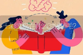 七彩文鸟在什么时候掉毛？