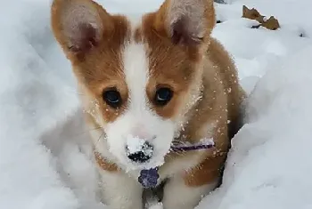 柯基犬掉毛的解决办法，柯基犬爱掉毛怎么回事？