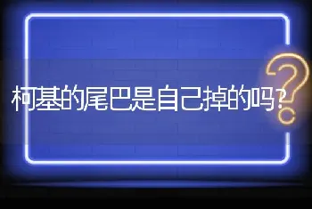 柯基的尾巴是自己掉的吗？