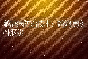 鹌鹑病防治技术：鹌鹑溃疡性肠炎