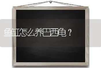 鱼缸怎么养巴西龟？