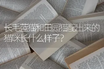 比特犬和比熊的区别？