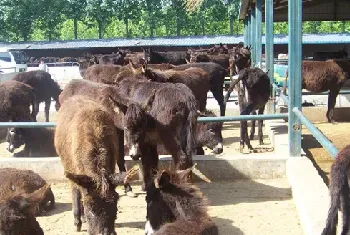 肉驴养殖给肉驴驱虫药