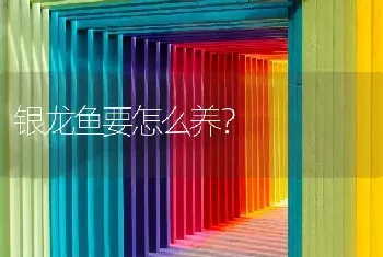 银龙鱼要怎么养？