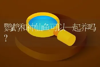 鹦鹉和神仙鱼可以一起养吗？