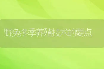 野兔冬季养殖技术的要点