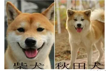 秋田犬和柴犬的区别，如何区分柴犬与秋田犬？