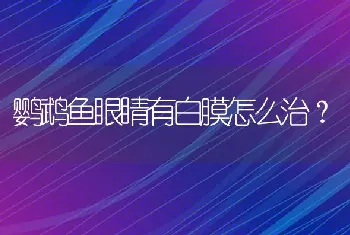 鹦鹉鱼眼睛有白膜怎么治？