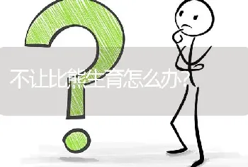 不让比熊生育怎么办？