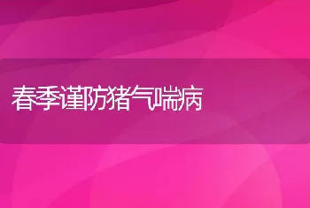 春季谨防猪气喘病