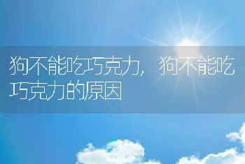 狗不能吃巧克力，狗不能吃巧克力的原因