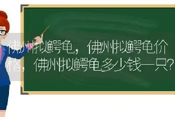 佛州拟鳄龟，佛州拟鳄龟价格，佛州拟鳄龟多少钱一只？