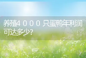 养殖4000只蛋鸭年利润可达多少？