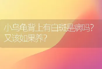 松狮什么颜色的最贵？