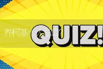 养柯基十大忌口？