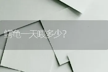 鳄龟一天喂多少？