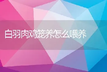 白羽肉鸡笼养怎么喂养