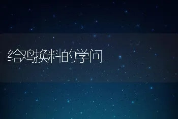 给鸡换料的学问