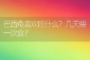 巴西龟喜欢吃什么？几天喂一次食？