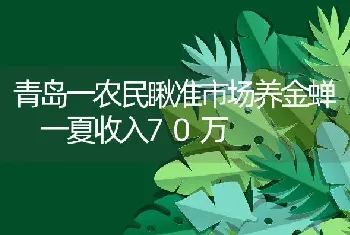 青岛一农民瞅准市场养金蝉 一夏收入70万