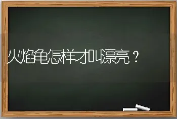 火焰龟怎样才叫漂亮？