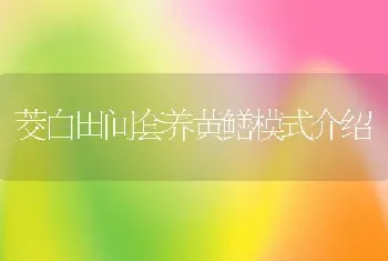 茭白田间套养黄鳝模式介绍