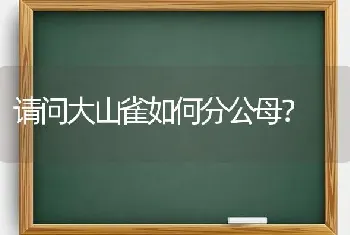 请问大山雀如何分公母？