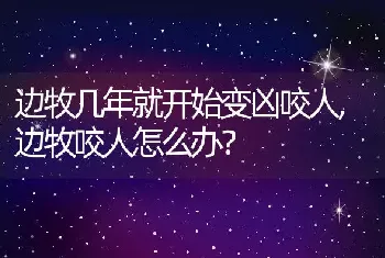 边牧几年就开始变凶咬人，边牧咬人怎么办？