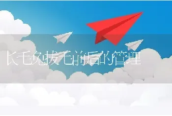 长毛兔拔毛前后的管理