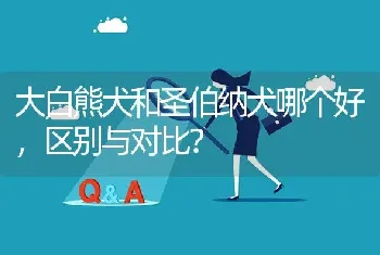 大白熊犬和圣伯纳犬哪个好，区别与对比？