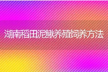 湖南稻田泥鳅养殖饲养方法