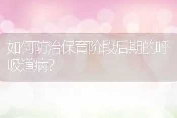 如何防治保育阶段后期的呼吸道病？