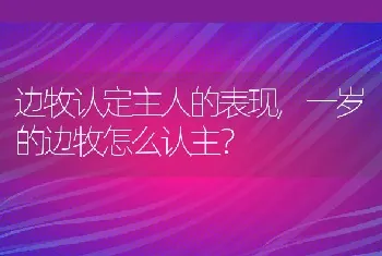 边牧认定主人的表现，一岁的边牧怎么认主？