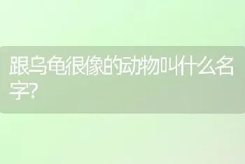 跟乌龟很像的动物叫什么名字？