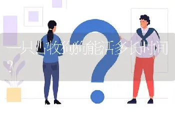 一只古牧狗狗能活多长时间？