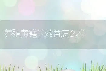 养殖黄鳝的效益怎么样