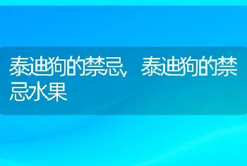 泰迪狗的禁忌，泰迪狗的禁忌水果