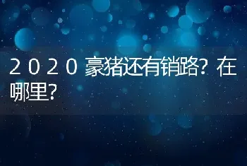 2020豪猪还有销路？在哪里？