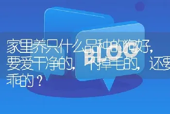 家里养只什么品种的狗好，要爱干净的，不掉毛的，还要乖的？