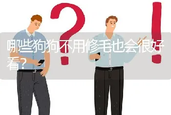 哪些狗狗不用修毛也会很好看？