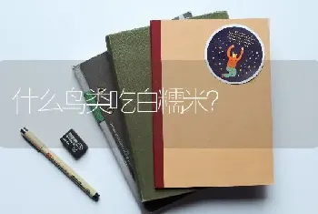 什么鸟类吃白糯米？