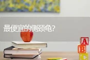 最便宜的侧颈龟？