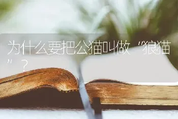 边牧与萨摩耶哪个体型大？