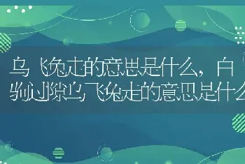 乌飞兔走的意思是什么，白驹过隙乌飞兔走的意思是什么