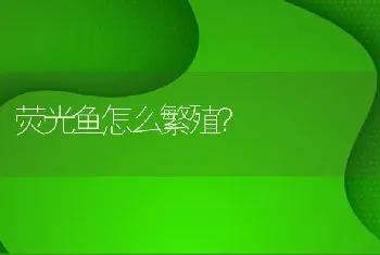 荧光鱼怎么繁殖？