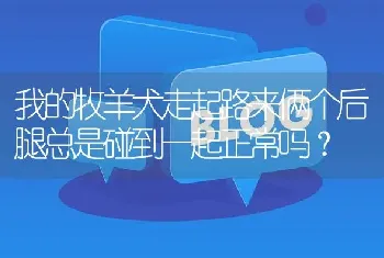 我的牧羊犬走起路来俩个后腿总是碰到一起正常吗？