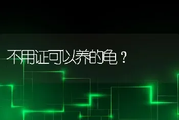 不用证可以养的龟？