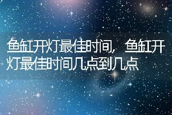 鱼缸开灯最佳时间，鱼缸开灯最佳时间几点到几点