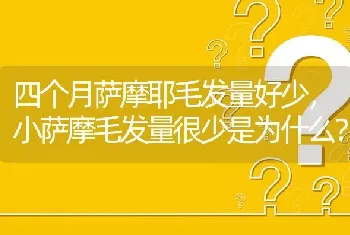 四个月萨摩耶毛发量好少，小萨摩毛发量很少是为什么？